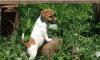Джек рассел терьер превью 745475.