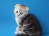 Шотландские вислоухие котята превью 745623.