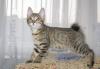 Котята курильского бобтейла превью 745777.
