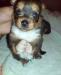 Щенок маленькой собачки йорка с чихахуа 8000руб превью 745788.