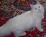 Белая сибирская кошечка, 8 месяцев превью 740667.