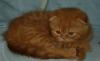 Шотландский котик 2,5 мес превью 746054.