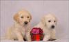 Плюшки золотистые ретриверы превью 746686.