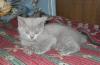 Превью Котята британской короткошерстной Санкт-Петербург - 2
