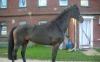 Продается выездковая кобыла превью 747590.