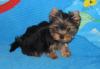 Щенки  йоркширского  терьера   мини  ,  baby face превью 748147.
