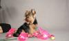 Превью Стрижки собак,йорк,пекинес,орхидея Санкт-Петербург - 0