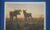 Открытка. Лоси на водопое. превью 748937.