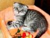 Шотландские котята фолд и страйт превью 749365.