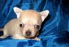 Превью Продаётся мальчик чихуа хуа Санкт-Петербург - 1