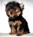 Продаётся девочка йоркширского терьера превью 749656.