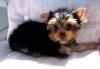 Продаётся девочка йоркширского терьера превью 749676.