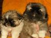 Пекинес мини и обычные превью 750073.