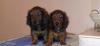 Щенки Карликовой таксы превью 751012.