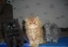 Продаются Персидские котята превью 751131.