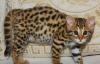 Бенгальские котята превью 751467.