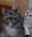 Превью Котёнок персидский Москва - 4