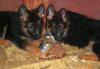Щенки немецкой овчарки превью 751685.