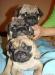 Продаю щенков Мопса. Окрас бежевый превью 751779.