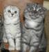 Превью Шотландский прямоухий котик Москва - 3