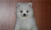 Шпиц-карликовая девочка-белоснежно-кремовая превью 751840.