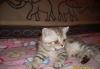 Британские котята- Зеленоград превью 751870.
