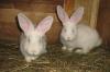 Кролики крупных мясных пород превью 750271.