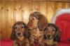 Породные щенки д/ш мини таксы превью 750290.