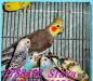 Кореллы 1500 руб. и др. виды попугаев. Клетки превью 752019 Кореллы 1500 руб. и др. виды попугаев. Клетки превью 752019.