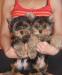 Йоркширский терьер щенки 4 месяца превью 752169.