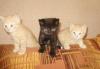 Котята в дар превью 752367.