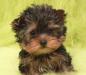 Щенки  иоркширского терьера превью 752701.