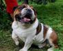 Английский бульдог , импорт юар (Южная Америка) превью 752961.