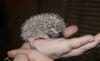 Африканские белобрюхие ежики Цветные малютки превью 753937.