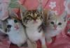 Котятки в дар превью 754131.