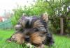 Щенок йоркширский терьер превью 754489.