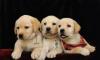 Превью Чистокровные щенки лабрадора-ретривера от чемпиона Санкт-Петербург - 2