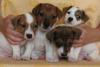 Джек Рассел терьер, щенки превью 754848.