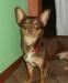 Кобелек чихуахуа 1,5 года  г.ш. шок.под.недорого превью 755763.