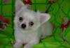 Чихуахуа мальчик дл.ш превью 750675.