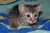 Превью Котята, мальчики и девочки, 2,5 мес., в дар Москва - 4