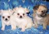 Щенки чихуахуа 1,5 месяца превью 756498.