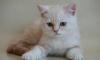 Британский котик редкого окраса превью 756557.