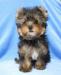 Щенки йоркширского терьера превью 756815.
