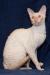 Котята корниш-рекс превью 756823.