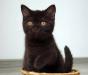 Шоколадный котенок превью 750783.