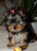 Щенки Йоркширски терер превью 750792.