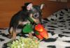 Превью Тойчики Санкт-Петербург - 1