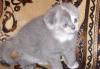 Превью Котята шотландской вислоухой Барнаул - 3