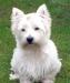 Вест Халенд Вайт Терьер превью 758869.